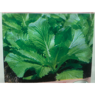 Hạt giống cải xanh Mỡ