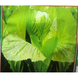Hạt giống cải xanh Mỡ