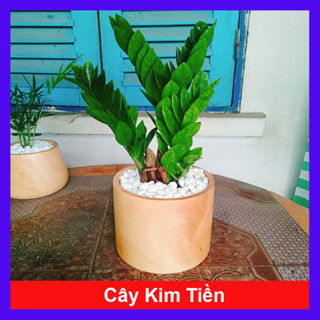  Cây Kim Tiền - Kim Phát Tài - Mang May Mắn Tài Lộc 