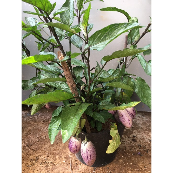 CHẬU CÂY GIỐNG DƯA HẤU PEPINO TÍM ĐANG TRÁI # KÈM PHÂN BÓN HỮU CƠ CÁ HỒI NAUY