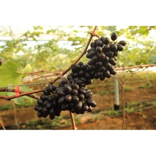 Cây Nho Black Magic (Ma Thuật Đen)