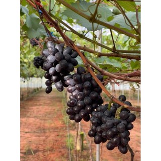 Cây Nho Black Magic (Ma Thuật Đen)