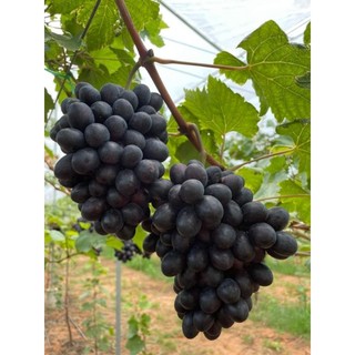 Cây Nho Black Magic (Ma Thuật Đen)