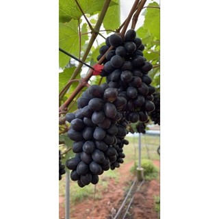 Cây Nho Black Magic (Ma Thuật Đen)