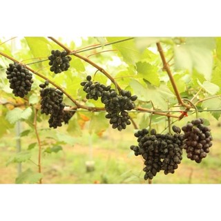 Cây Nho Black Magic (Ma Thuật Đen)