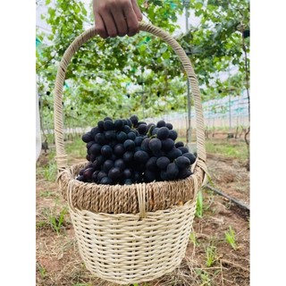 Cây Nho Black Magic (Ma Thuật Đen)