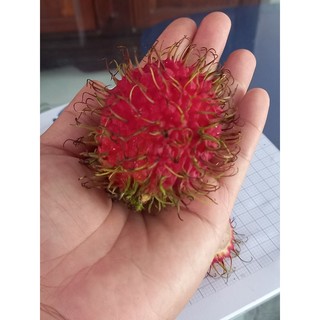cây giống chôm chôm indo