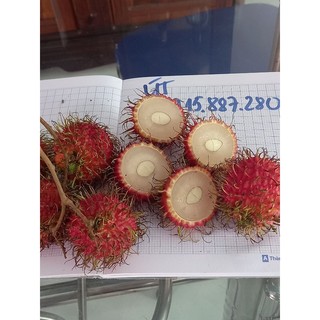 cây giống chôm chôm indo