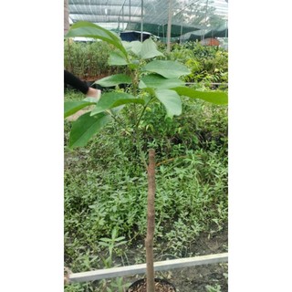 cây giống chôm chôm indo