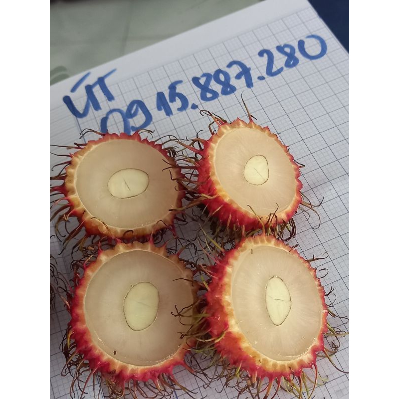 cây giống chôm chôm indo