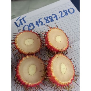 cây giống chôm chôm indo