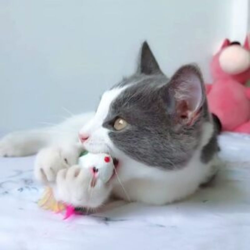 Đồ chơi cho chó mèo chuột bông lông vũ sắc màu