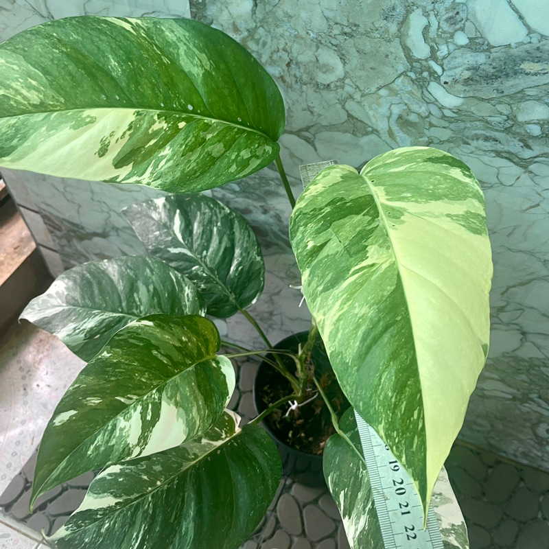 Cây trầu bà đột biến lá sẻ var abbo