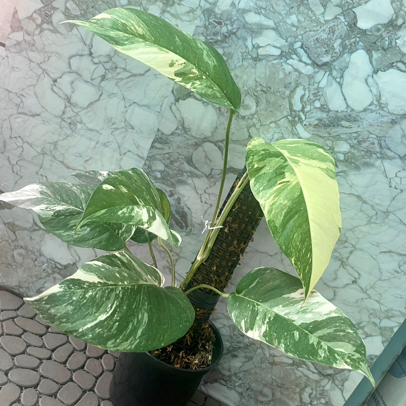 Cây trầu bà đột biến lá sẻ var abbo