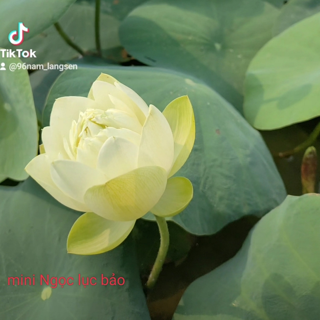 Củ Sen mini ngọc lục bảo phom cánh tròn đẹp.