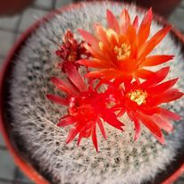 Xương Rồng Thiên Nga  - Khách có đơn trên 100k sẽ tặng thêm 3 xr phổ thông