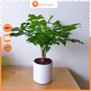 Cây Hạnh Phúc