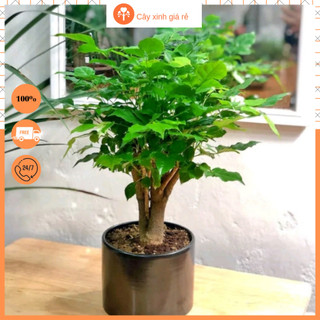 Cây Hạnh Phúc