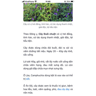 cây đuôi chuột trồng chậu(3 cây), cây tươi cắt giao(1kg)