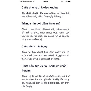 cây đuôi chuột trồng chậu(3 cây), cây tươi cắt giao(1kg)