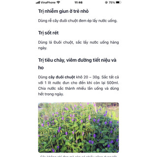 cây đuôi chuột trồng chậu(3 cây), cây tươi cắt giao(1kg)