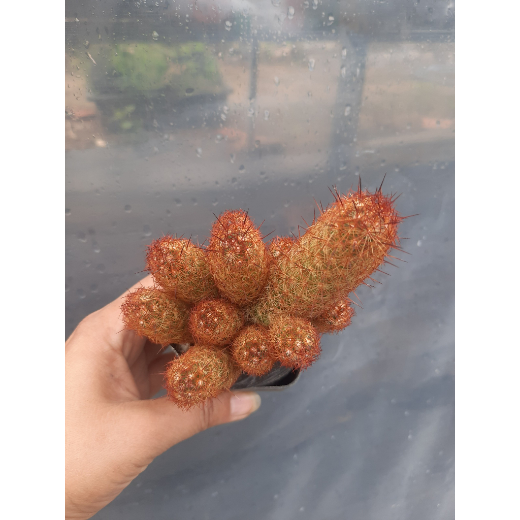 Xương Rồng Thạch Trụ Thiên Nâu.  Đơn >100k tặng 3 cây xr