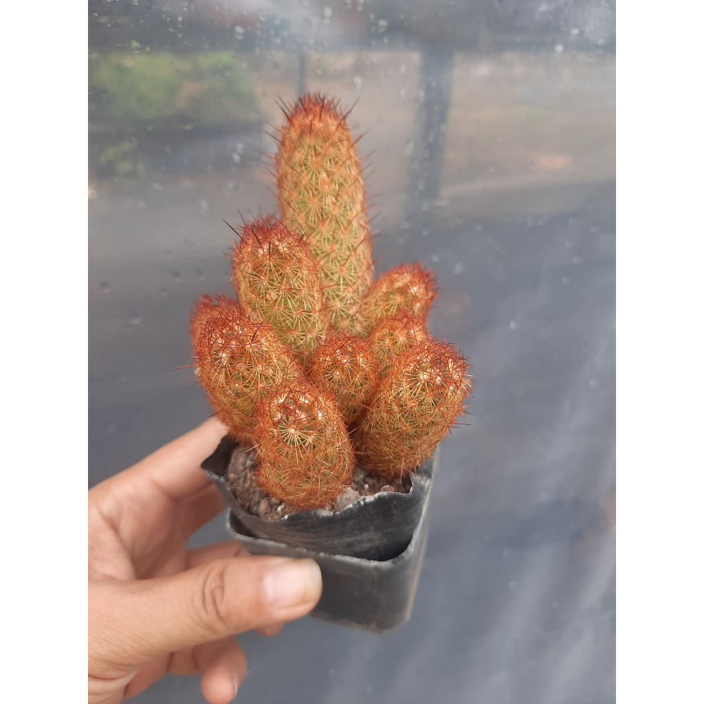 Xương Rồng Thạch Trụ Thiên Nâu.  Đơn >100k tặng 3 cây xr