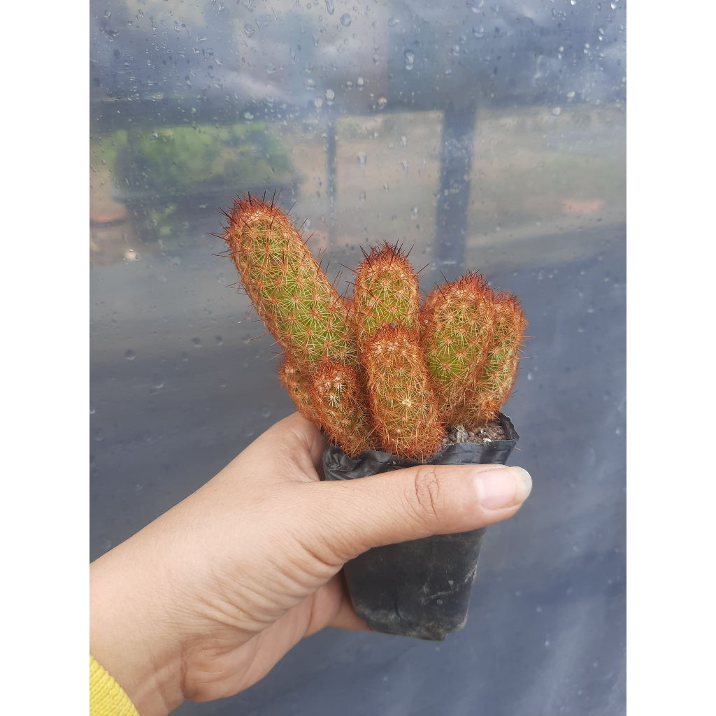 Xương Rồng Thạch Trụ Thiên Nâu.  Đơn >100k tặng 3 cây xr