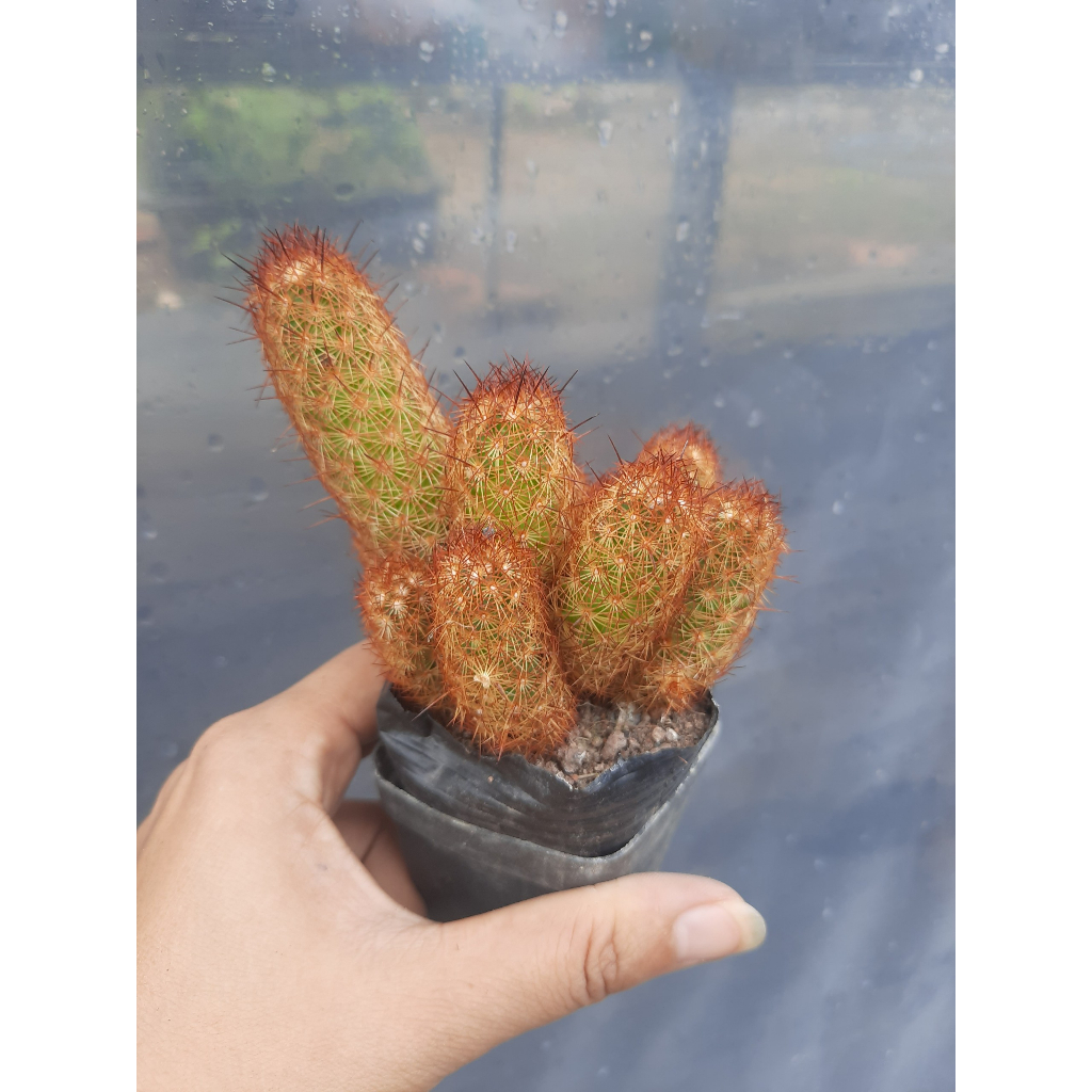 Xương Rồng Thạch Trụ Thiên Nâu.  Đơn >100k tặng 3 cây xr