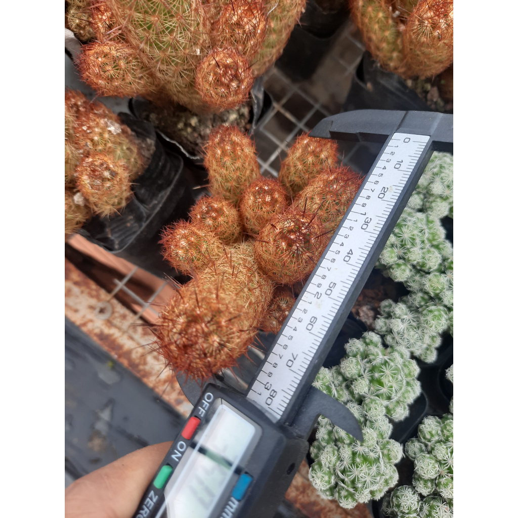 Xương Rồng Thạch Trụ Thiên Nâu.  Đơn >100k tặng 3 cây xr