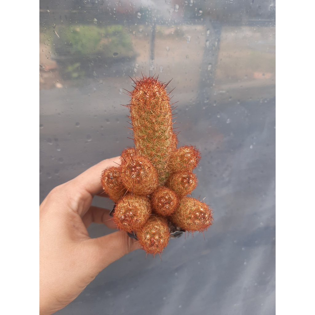 Xương Rồng Thạch Trụ Thiên Nâu.  Đơn >100k tặng 3 cây xr