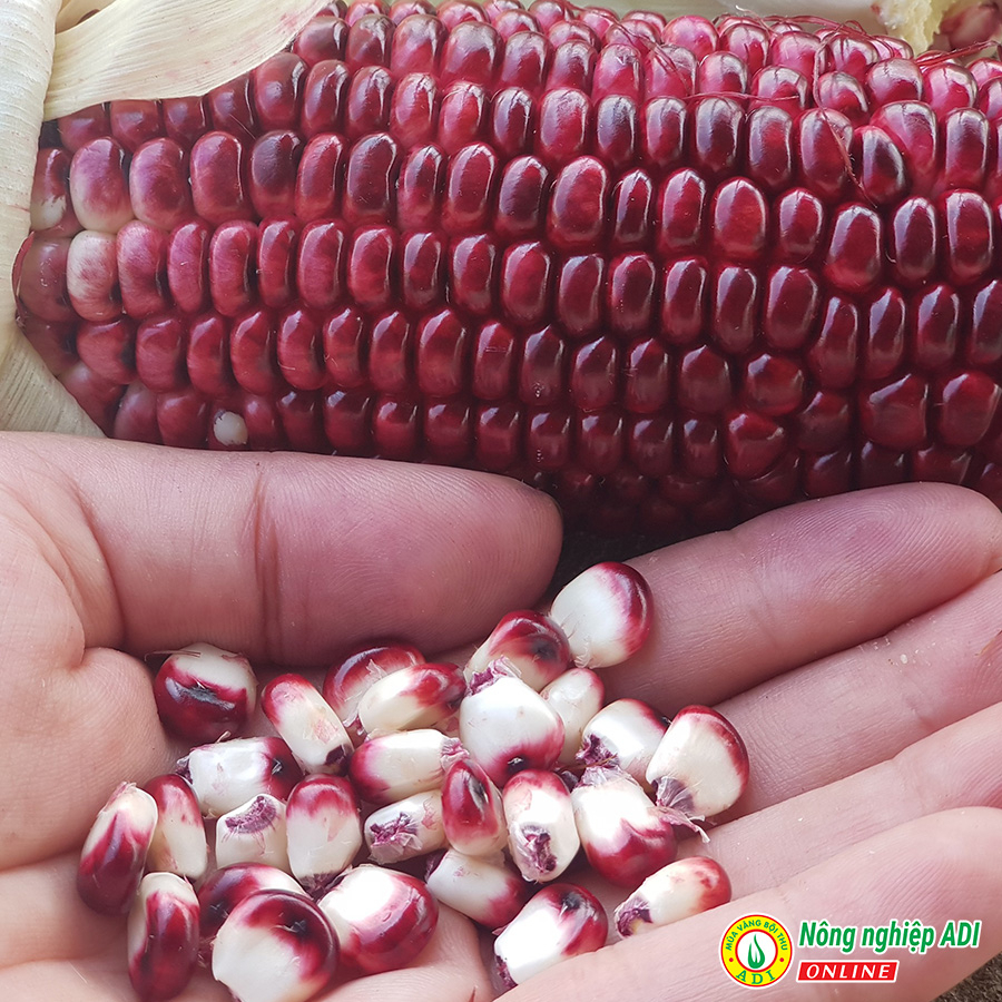 Hạt giống ngô trái cây Fruit Corn 141 gói 20g-Ăn tươi, không cần luộc, giòn, ngọt, chống oxy hoá...MUA VANG BOI THU ADI