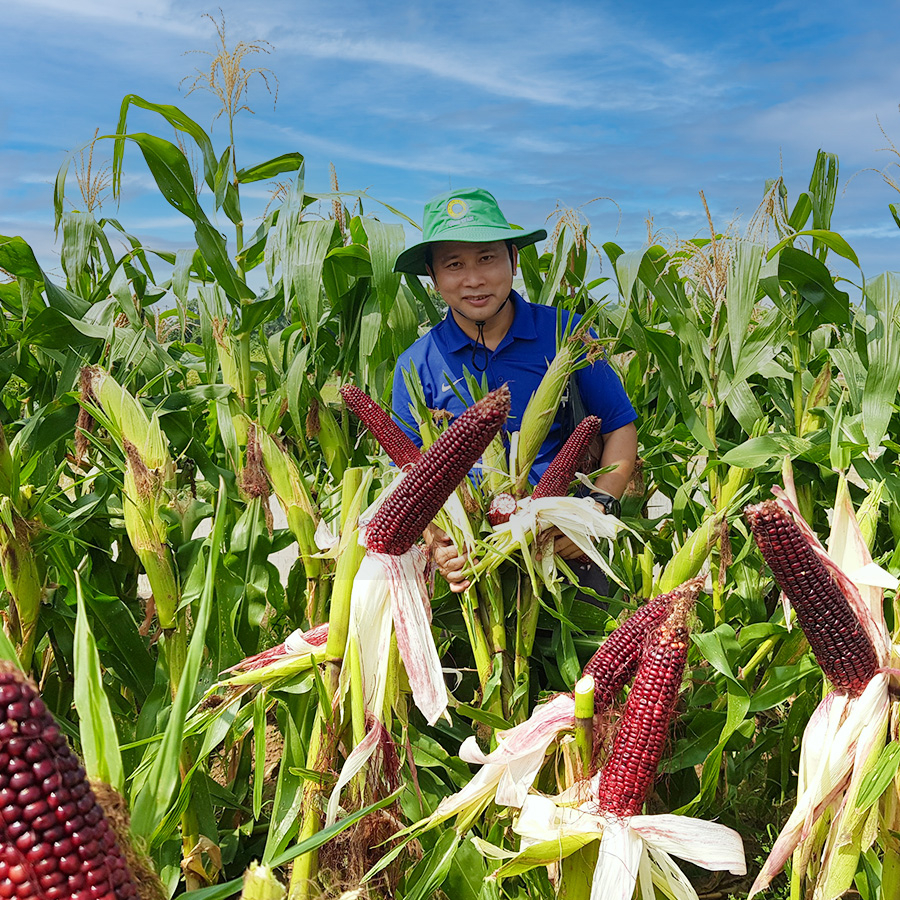 Hạt giống ngô trái cây Fruit Corn 141 gói 20g-Ăn tươi, không cần luộc, giòn, ngọt, chống oxy hoá...MUA VANG BOI THU ADI