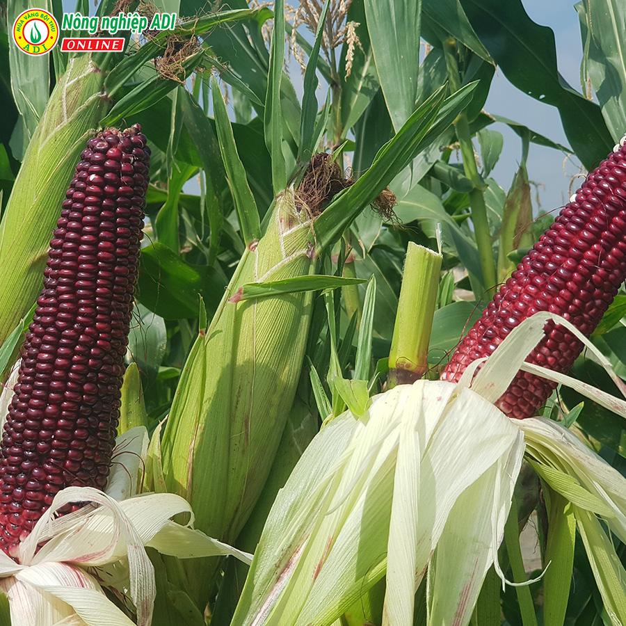 Hạt giống ngô trái cây Fruit Corn 141 gói 20g-Ăn tươi, không cần luộc, giòn, ngọt, chống oxy hoá...MUA VANG BOI THU ADI