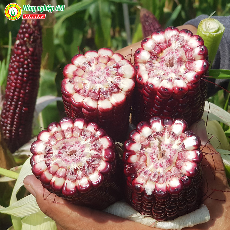 Hạt giống ngô trái cây Fruit Corn 141 gói 20g-Ăn tươi, không cần luộc, giòn, ngọt, chống oxy hoá...MUA VANG BOI THU ADI