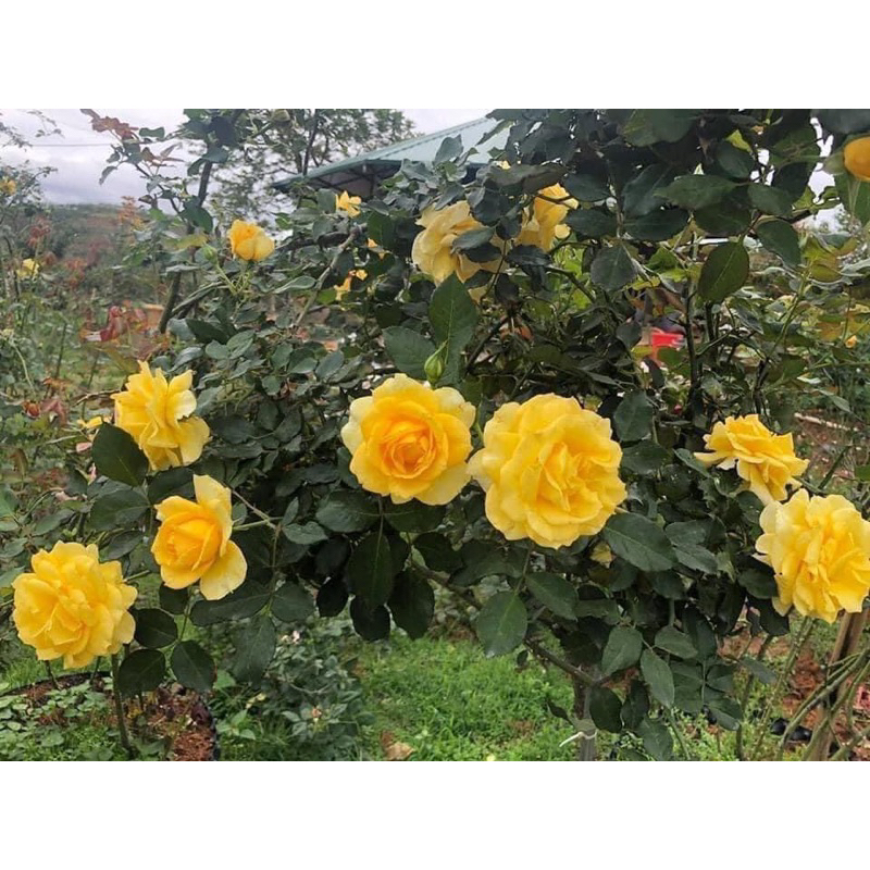 Hoa hồng cổ Sơn La vàng - hồng leo, hoa thơm