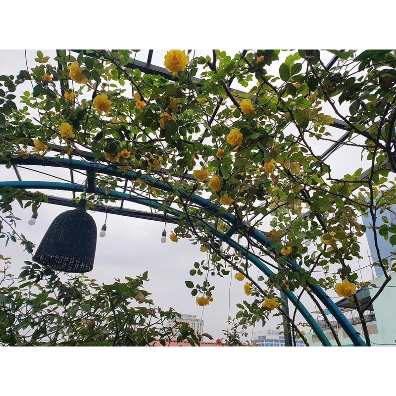 Hoa hồng cổ Sơn La vàng - hồng leo, hoa thơm