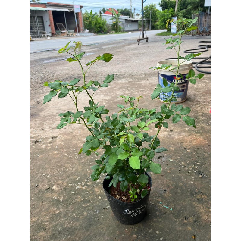 Hoa hồng cổ Sơn La vàng - hồng leo, hoa thơm