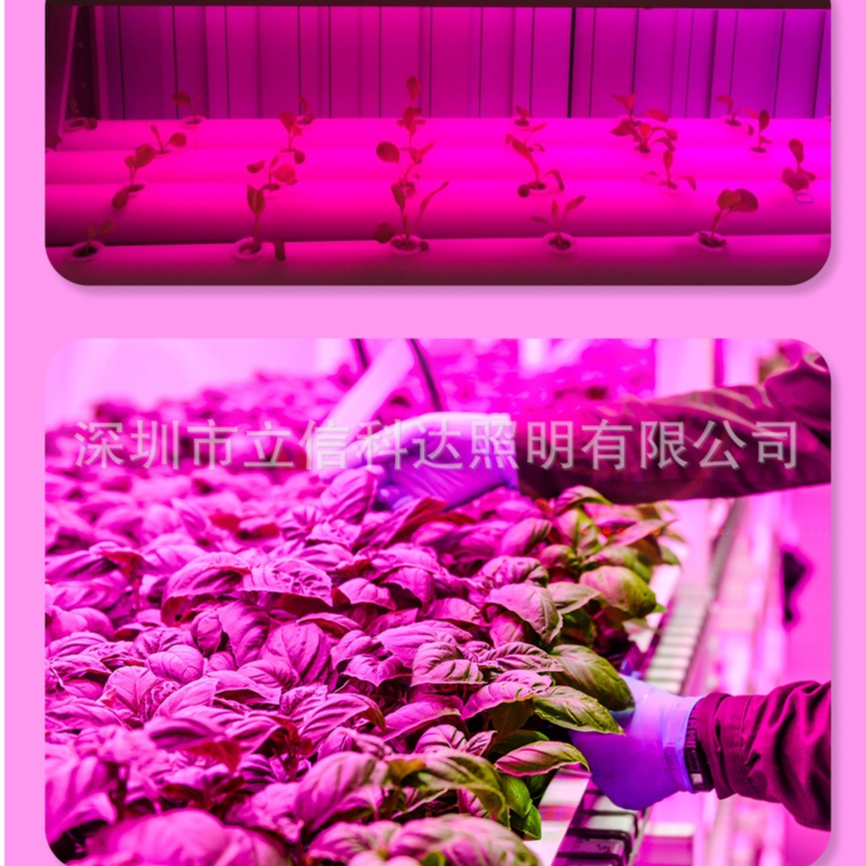 Bóng LED quang hợp kích thích cây trông tăng trưởng trong nhà 9W