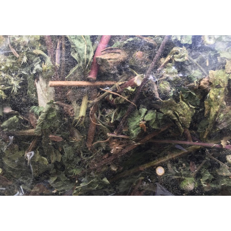 100g CÂY HOA CỨT LỢN KHÔ (CỎ NGŨ SẮC) HÀNG SẠCH THƠM MỚI