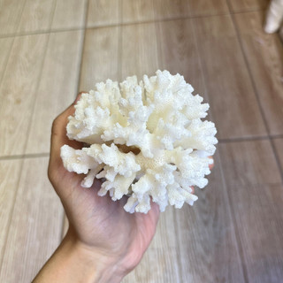 San hô bông trắng kích thước và hình dạng ngẫu nhiên