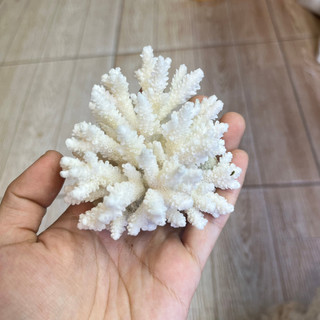 San hô bông trắng kích thước và hình dạng ngẫu nhiên
