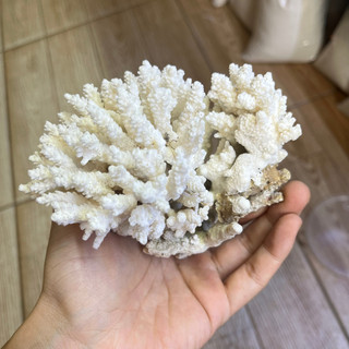 San hô bông trắng kích thước và hình dạng ngẫu nhiên