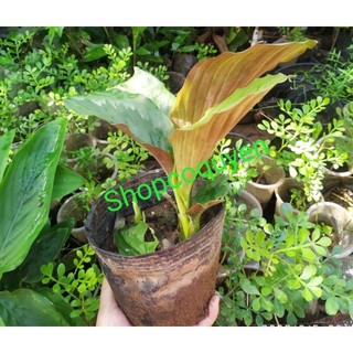 Chậu 01 cây ngải năm ông tam thất nam