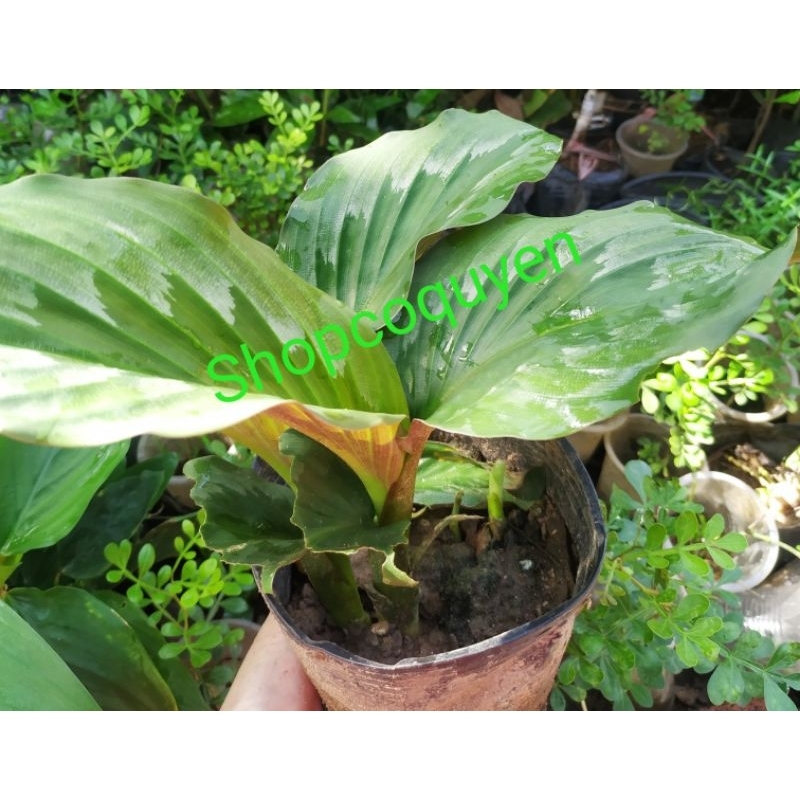 Chậu 01 cây ngải năm ông tam thất nam