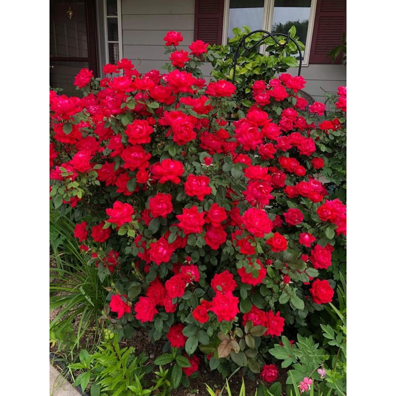 BASTA 200 SL chai 900ml , chuyên gia trừ cỏ