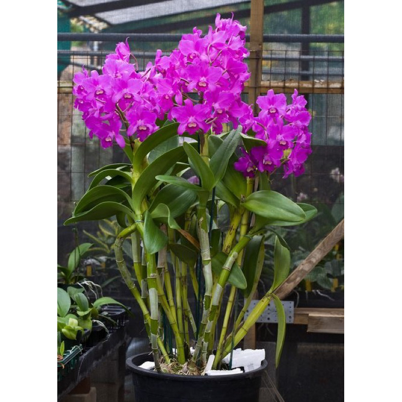 BASTA 200 SL chai 900ml , chuyên gia trừ cỏ