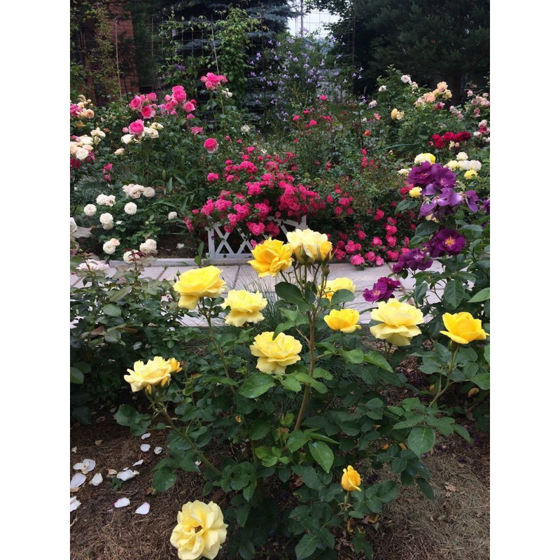 BASTA 200 SL chai 900ml , chuyên gia trừ cỏ