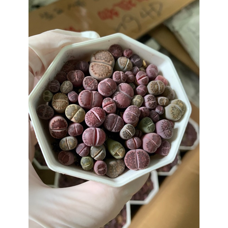 Sen mông Lithop tím chậu 60~75 cây