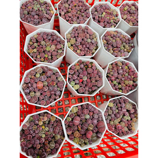 Sen mông Lithop tím chậu 60~75 cây